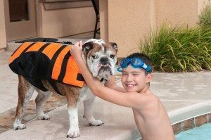 dog in swimming pool 