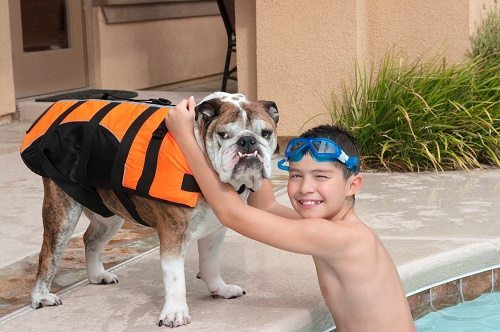 Pet safety tips for swimming pool owners