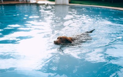 5 ways to keep pets safe around the pool