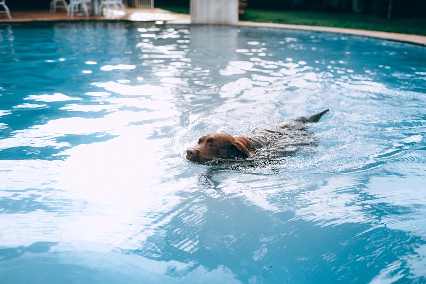 5 ways to keep pets safe around the pool